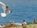 Black-headed Gull – Mewa Śmieszka